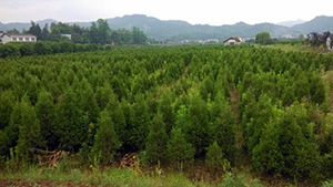 羞羞羞视频在线播放山莊苗木基地鬆柏樹