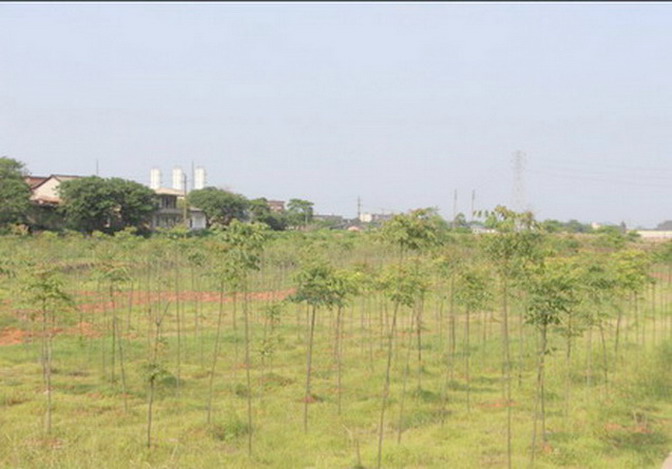 常寧水鬆地區重金屬汙染治理綠地效果圖 常寧水鬆地區重金屬汙染治理綠地效果圖