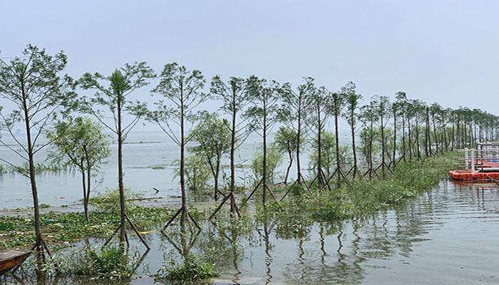 圖2： 南洞庭湖區水鬆生態景觀帶guanw