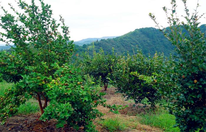 益陽市泥江口石子塘礦山生態羞羞网站免费观看——國家油茶林示範基地