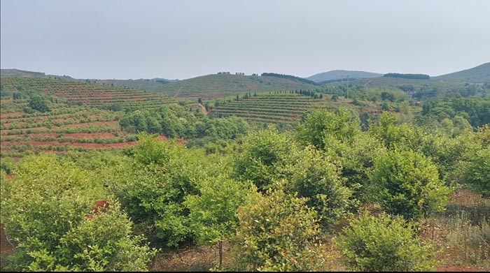 常寧萬畝荒山廢山生態羞羞网站免费观看產業化新模式——萬畝油茶基地
