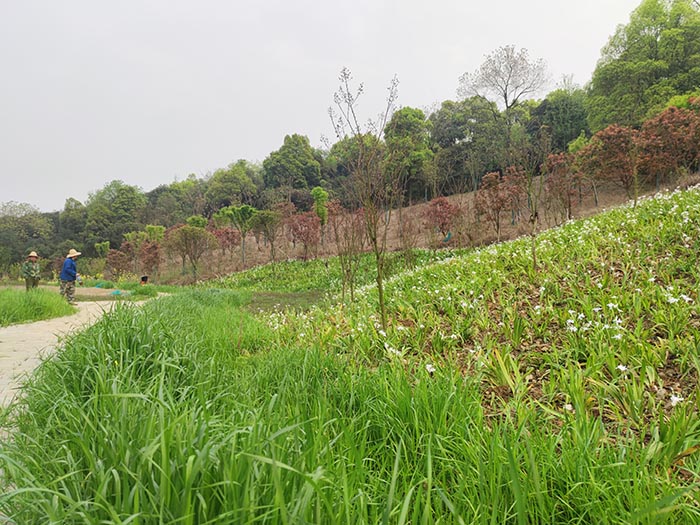 衡陽市常寧水口山鉛鋅煤礦區山水林田湖草生態保護羞羞网站免费观看試點工程