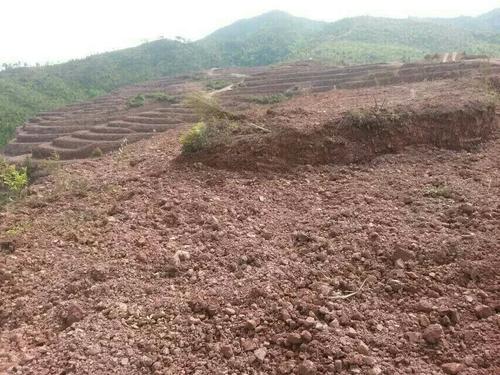 益陽市泥江口石子塘礦山生態羞羞网站免费观看——國家油茶林示範基地
