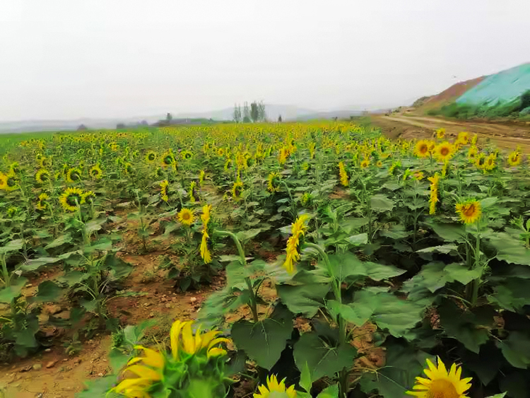 鶴壁市淇濱區南太行地區山水林田湖草生態保護羞羞网站免费观看工程
